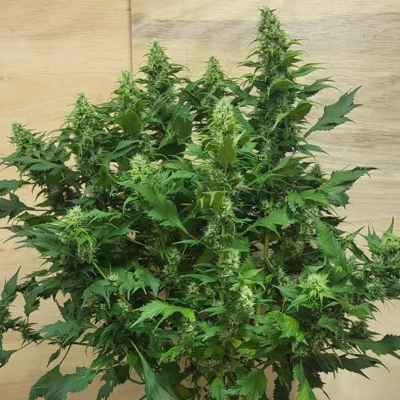 Chemduck f2© duck reg terpyz research mutant cannabis seeds