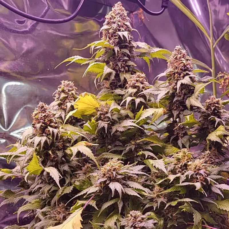 Chemduck f2© duck reg terpyz research mutant cannabis seeds