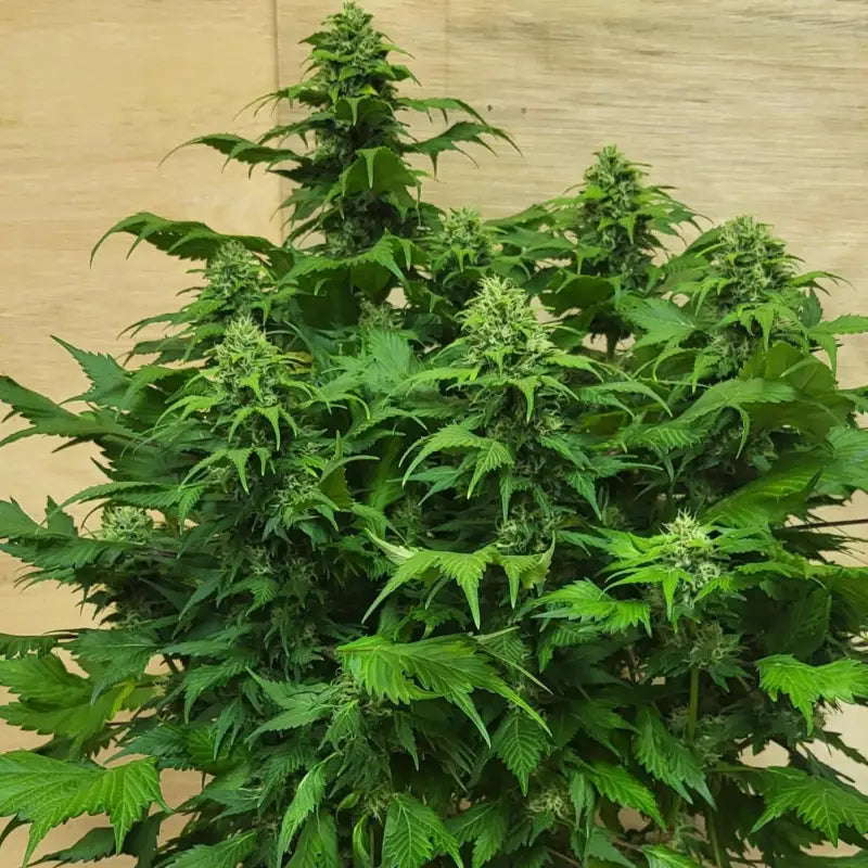 Chemduck© duck reg terpyz research mutant cannabis seeds