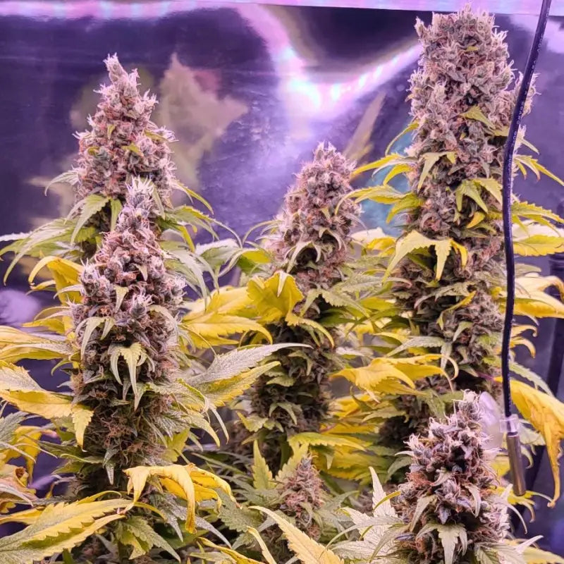 Chemduck f2© duck reg terpyz research mutant cannabis seeds