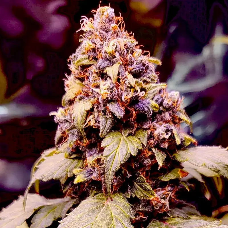 Chemduck f2© duck reg terpyz research mutant cannabis seeds