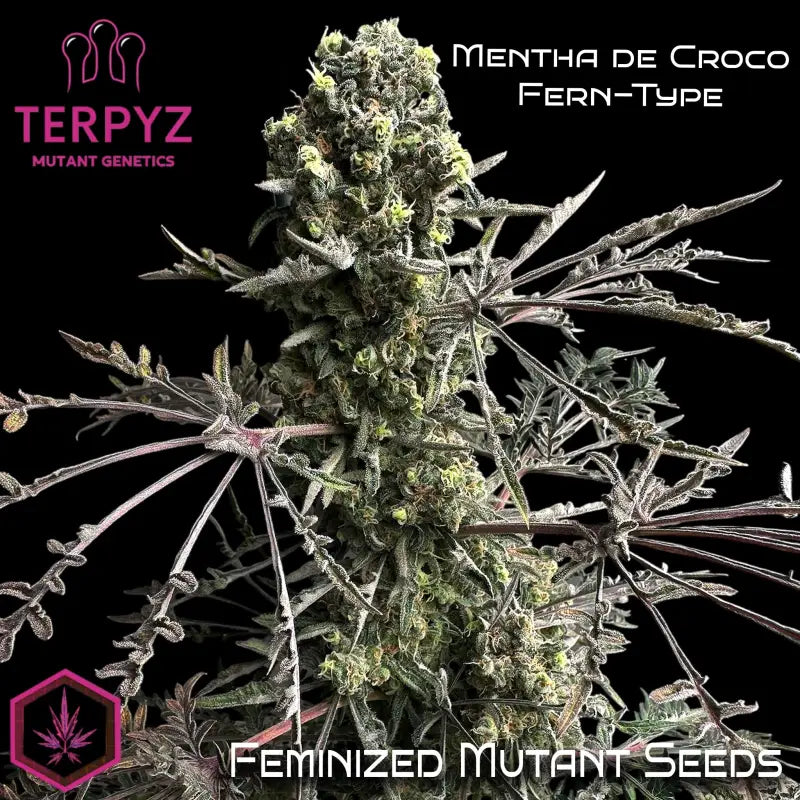 Feminized mentha de croco fern-type terpyz upcoming strains
