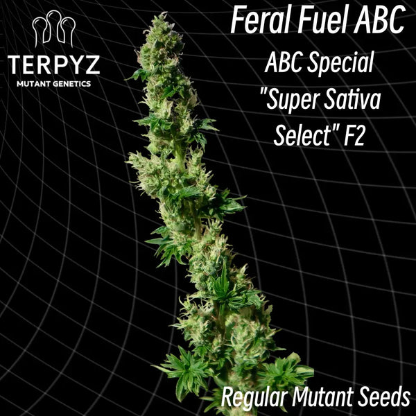 Feral fuel abc ’australian bastard cannabis’ regular