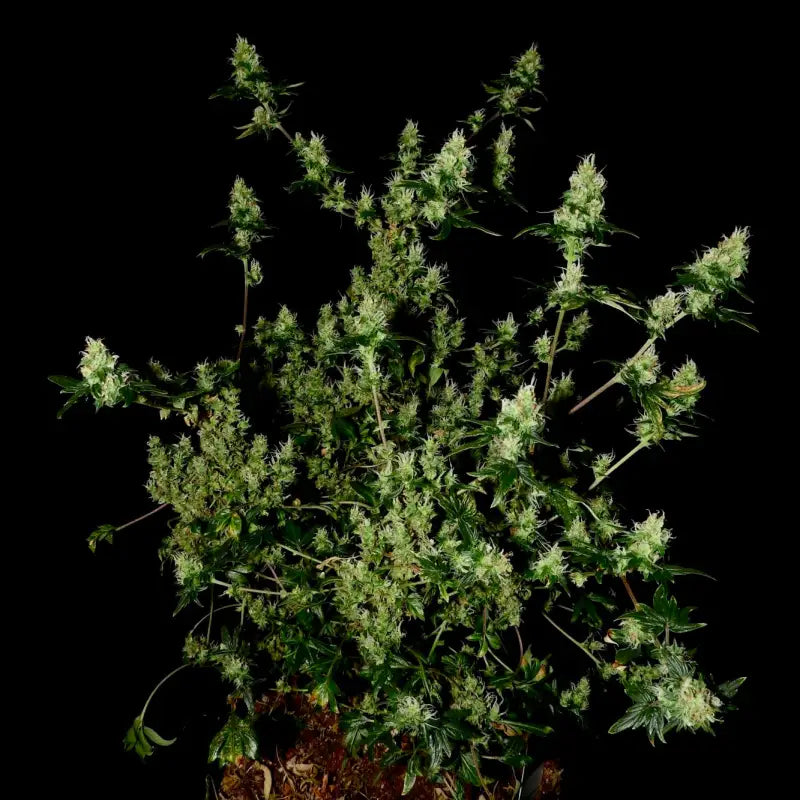 Feral fuel abc© mutant reg terpyz genetics australian