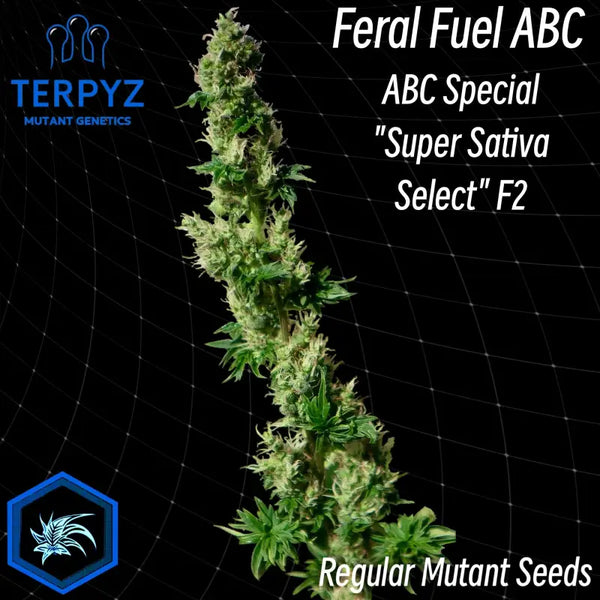 Feral fuel abc© mutant reg terpyz genetics cannabis seeds