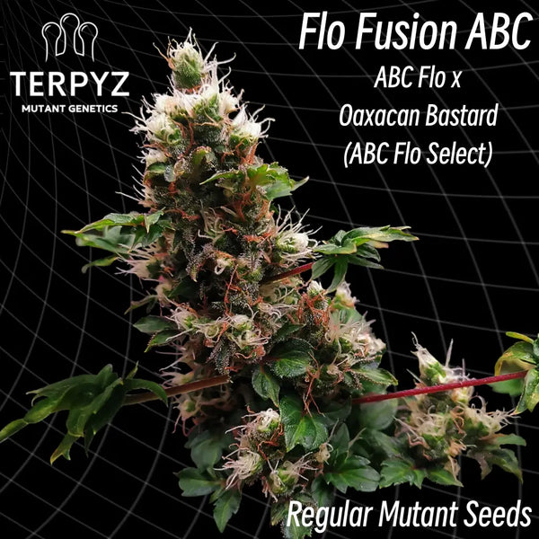 Flo fusion abc ’australian bastard cannabis’ regular