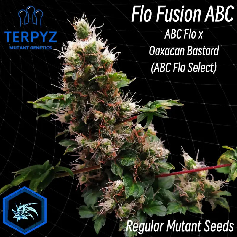 Flo fusion abc© mutant reg terpyz genetics australian