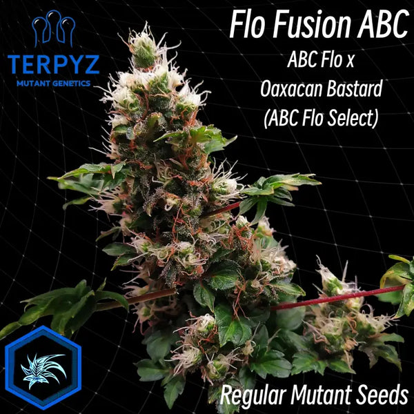 Flo fusion abc© mutant reg terpyz genetics cannabis seeds