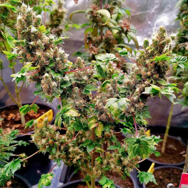 Flo fusion abc© mutant reg terpyz genetics australian