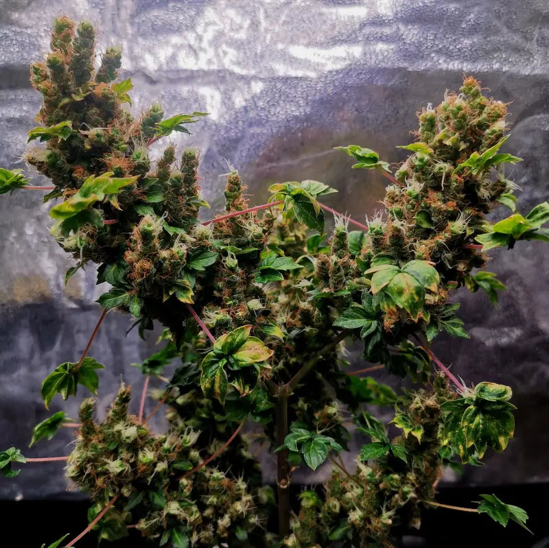 Flo fusion abc© mutant reg terpyz genetics australian