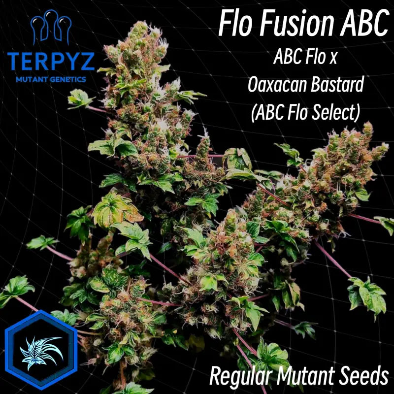 Flo fusion abc© mutant reg terpyz genetics australian