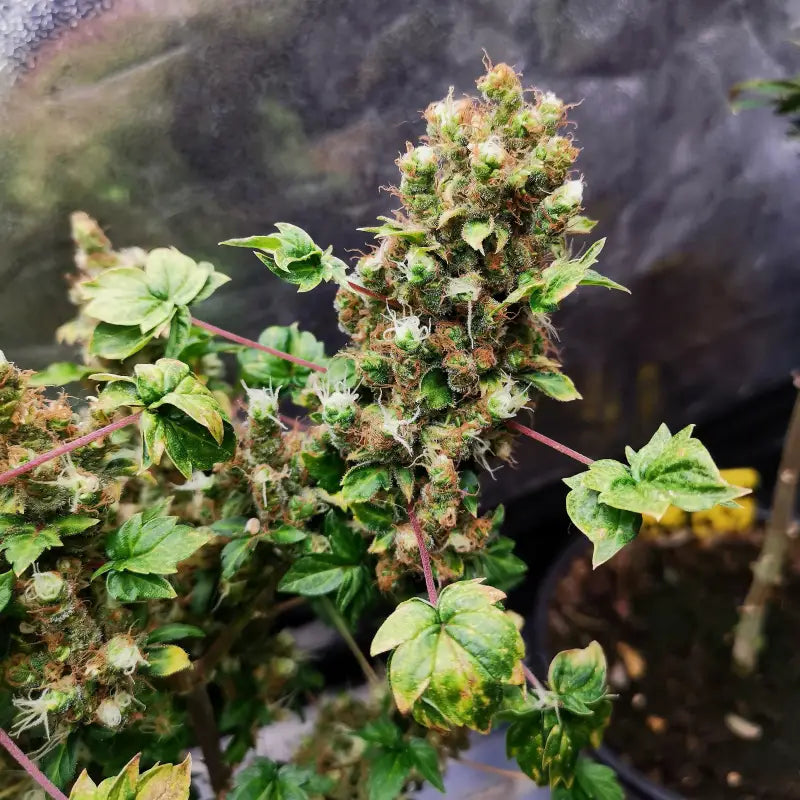 Flo fusion abc© mutant reg terpyz genetics australian
