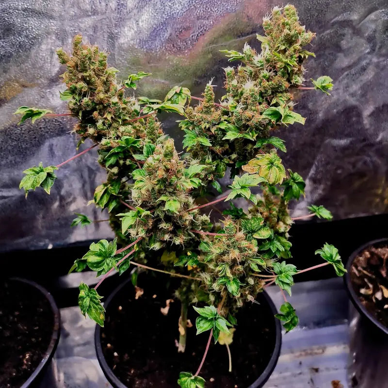 Flo fusion abc© mutant reg terpyz genetics australian