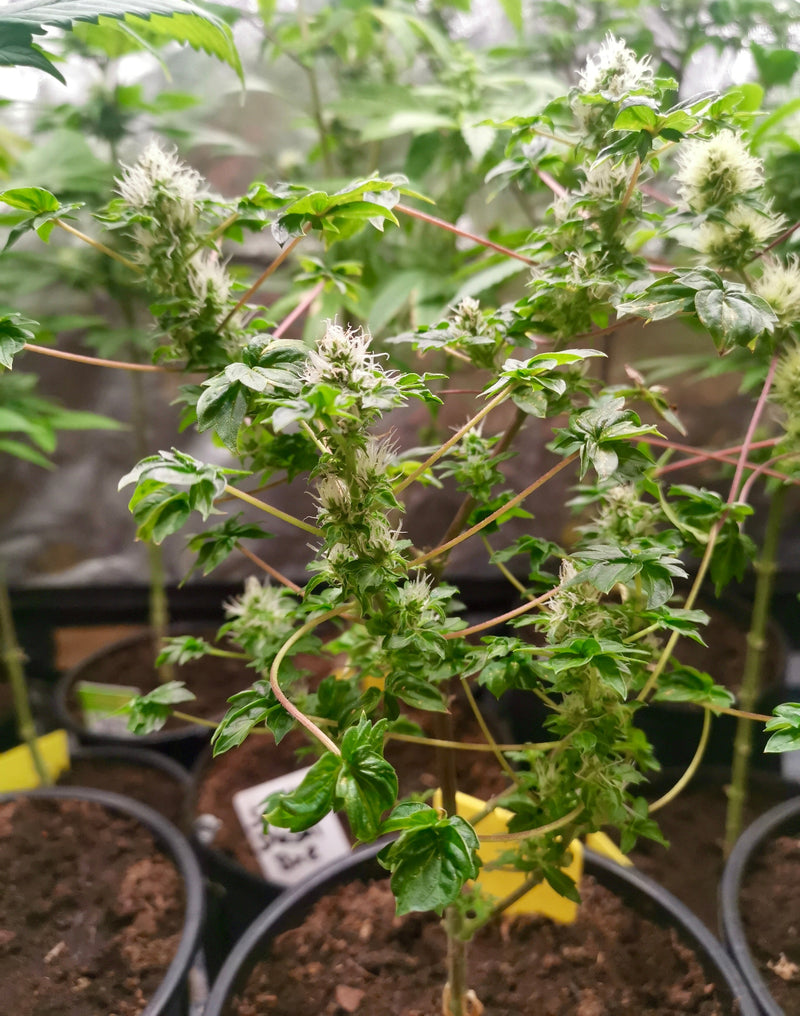 Flo fusion abc (regular mutant cannabis seeds) terpyz