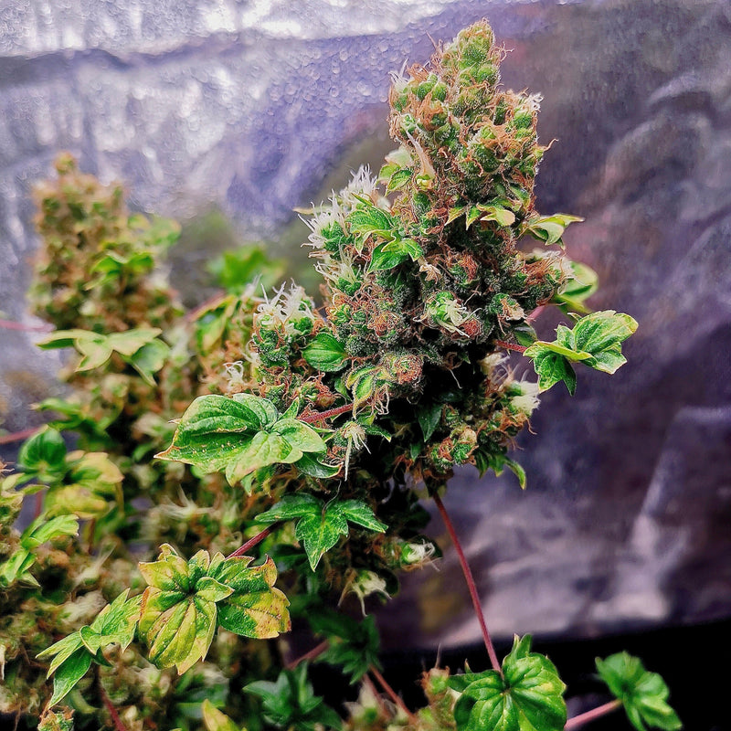 Flo fusion abc (regular mutant cannabis seeds) terpyz