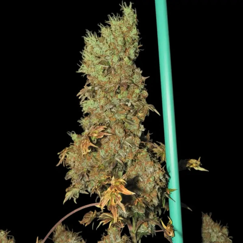 Flowog abc terpyz australian bastard cannabis seeds mutant