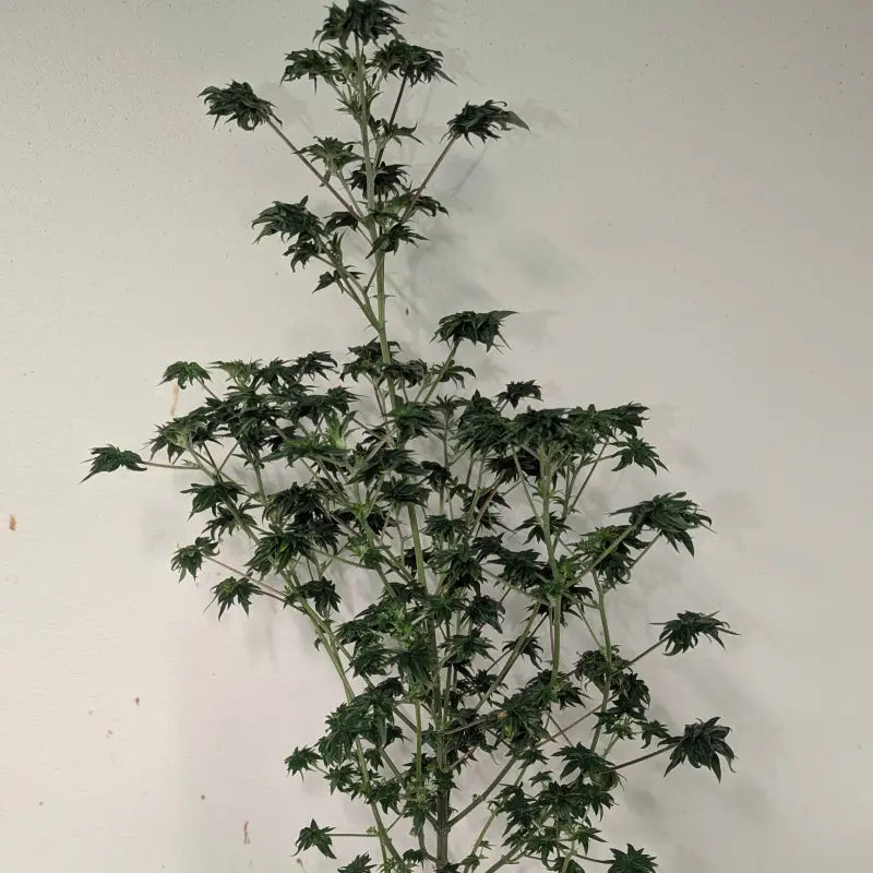 Flowog abc terpyz australian bastard cannabis seeds mutant