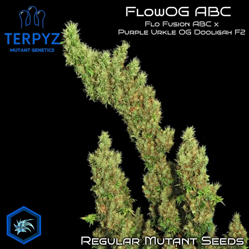 Flowog abc terpyz australian bastard cannabis seeds mutant