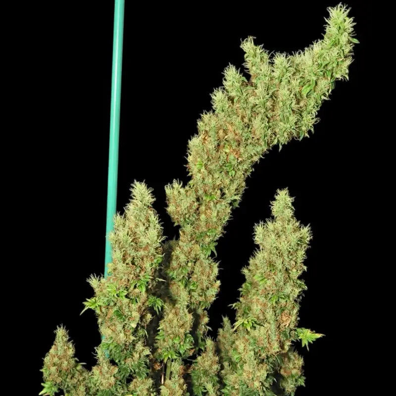 Flowog abc terpyz australian bastard cannabis seeds mutant