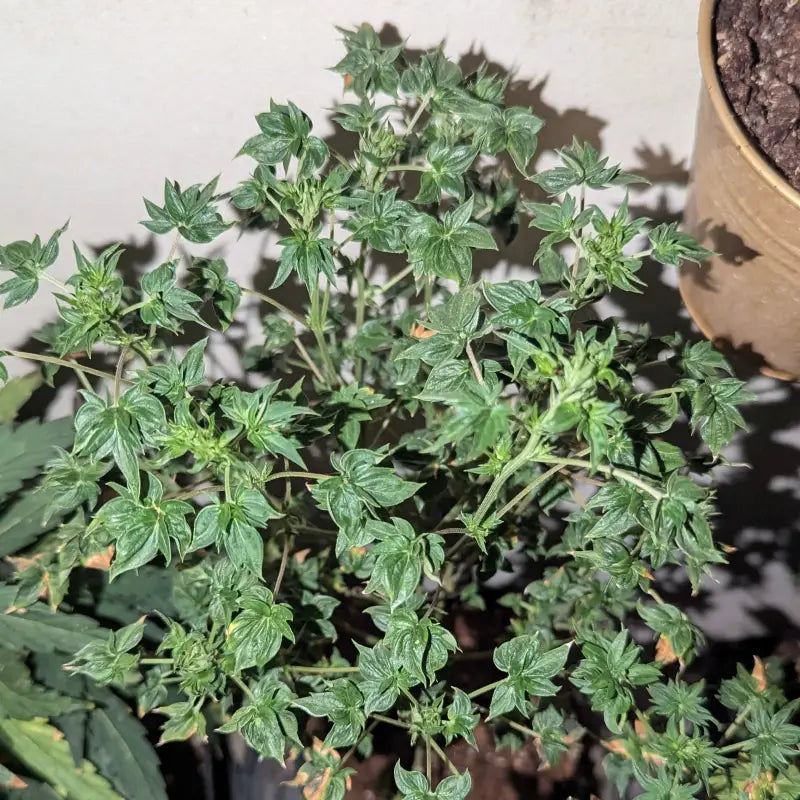 Flowog abc terpyz australian bastard cannabis seeds mutant