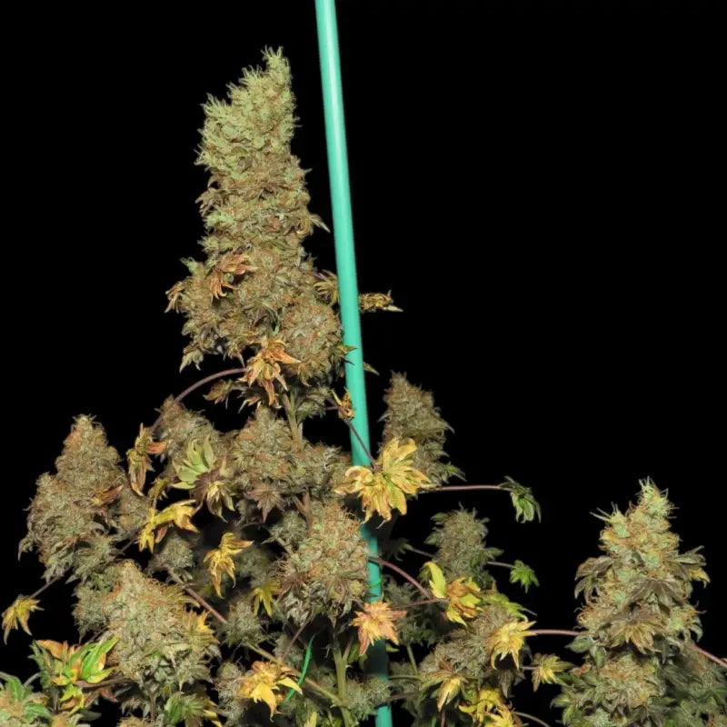 Flowog abc terpyz australian bastard cannabis seeds mutant