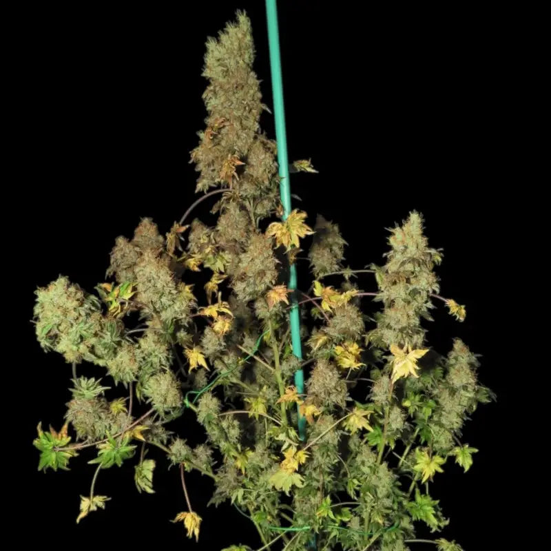 Flowog abc terpyz australian bastard cannabis seeds mutant
