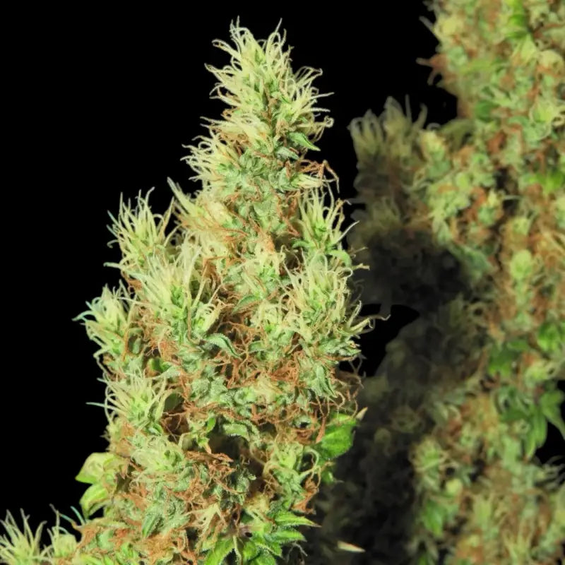 Flowog abc terpyz australian bastard cannabis seeds mutant
