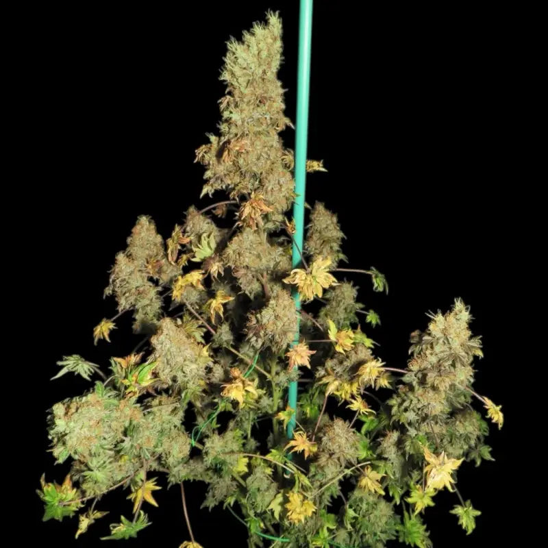 Flowog abc terpyz australian bastard cannabis seeds mutant