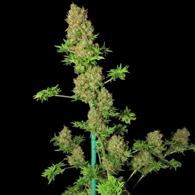 Flowog abc© mutant reg terpyz australian bastard cannabis