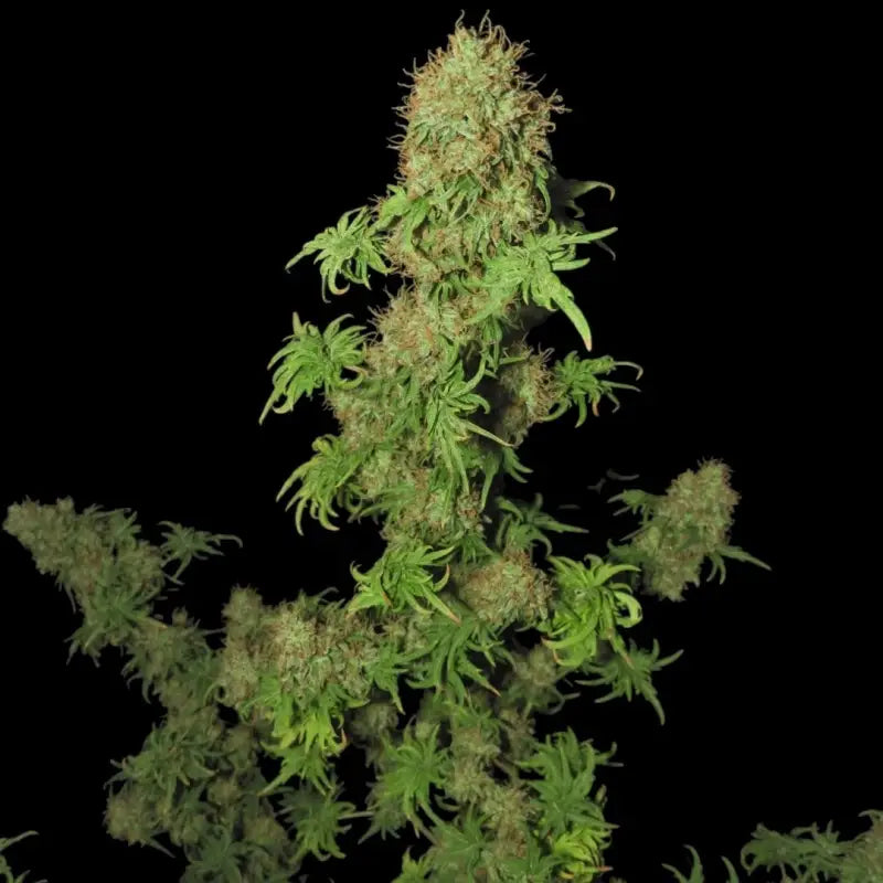 Flowog abc© mutant reg terpyz australian bastard cannabis