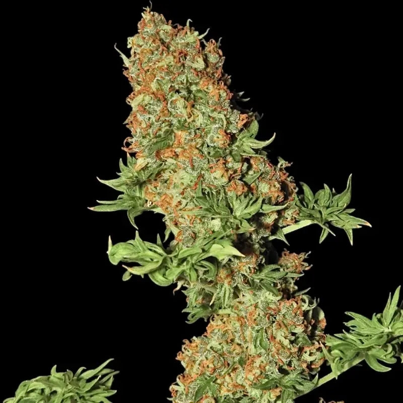 Flowog abc© mutant reg terpyz australian bastard cannabis