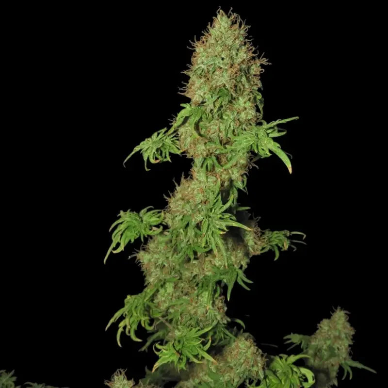 Flowog abc© mutant reg terpyz australian bastard cannabis