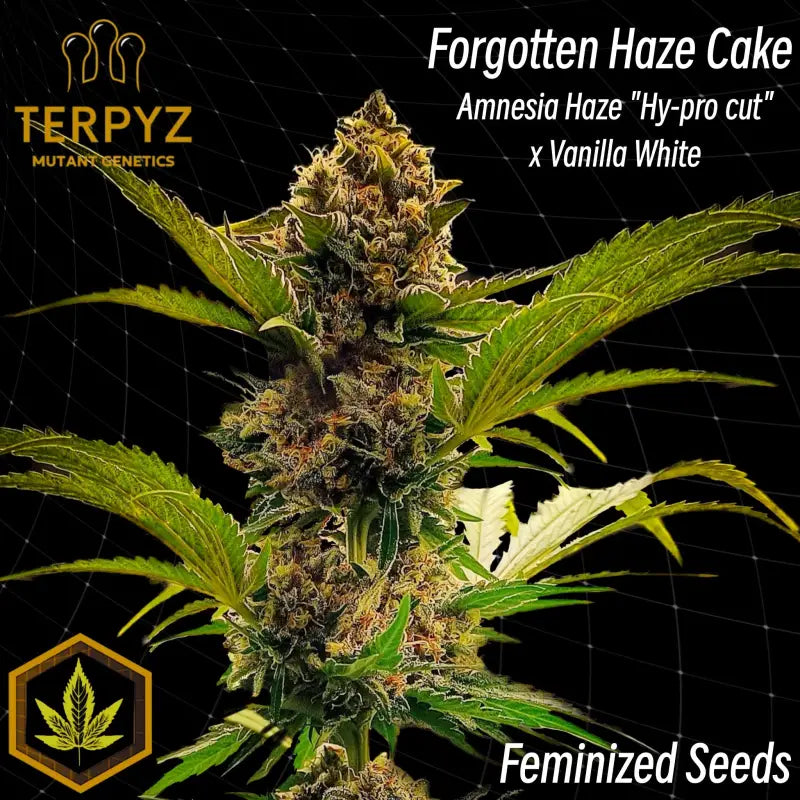 Forgotten haze cake ’amnesia white’© fem terpyz feminized