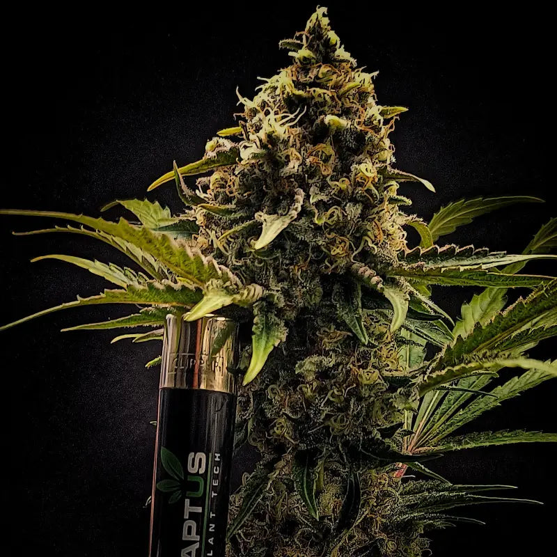 Forgotten haze cake ’amnesia white’© fem terpyz feminized