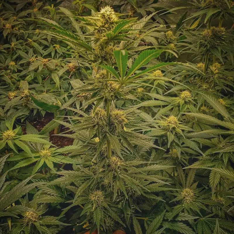 Forgotten haze cake ’amnesia white’© fem terpyz feminized
