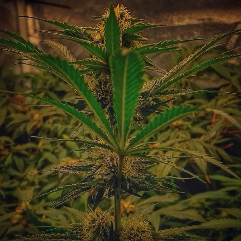 Forgotten haze cake ’amnesia white’© fem terpyz feminized