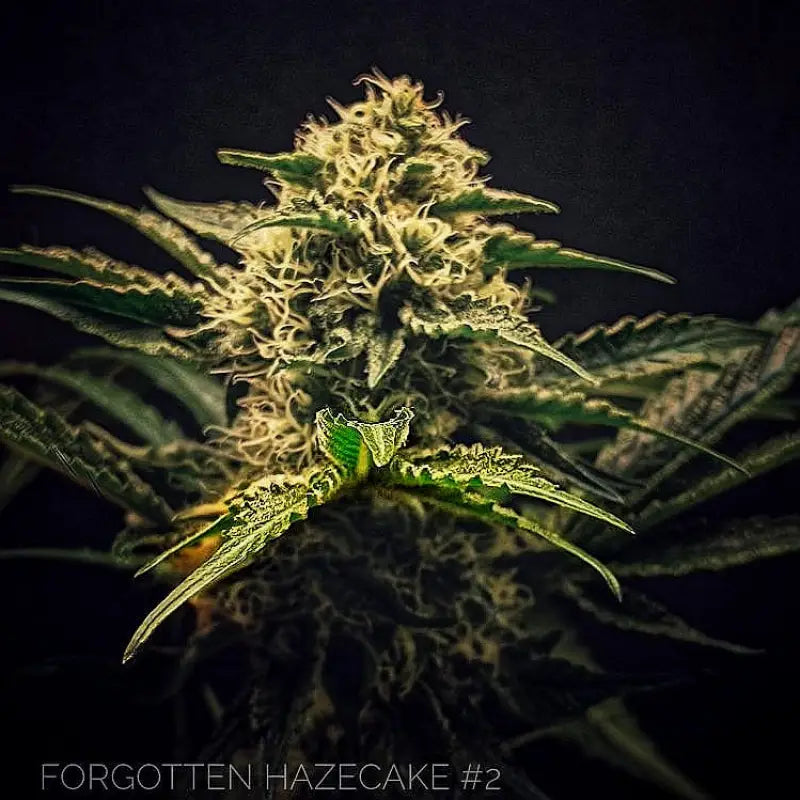 Forgotten haze cake ’amnesia white’© fem terpyz feminized