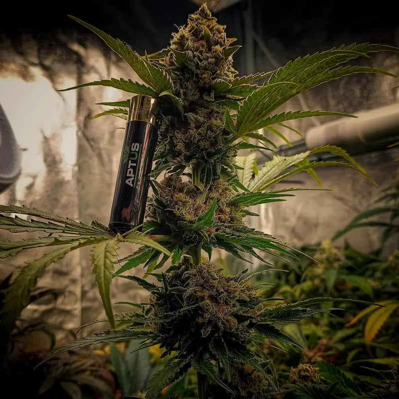 Forgotten haze cake ’amnesia white’© fem terpyz feminized