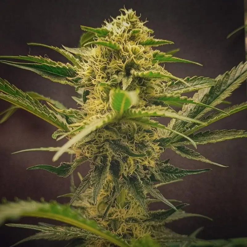 Forgotten haze cake ’amnesia white’© fem terpyz feminized