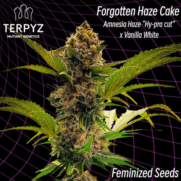 Forgotten haze cake (feminized cannabis seeds) terpyz