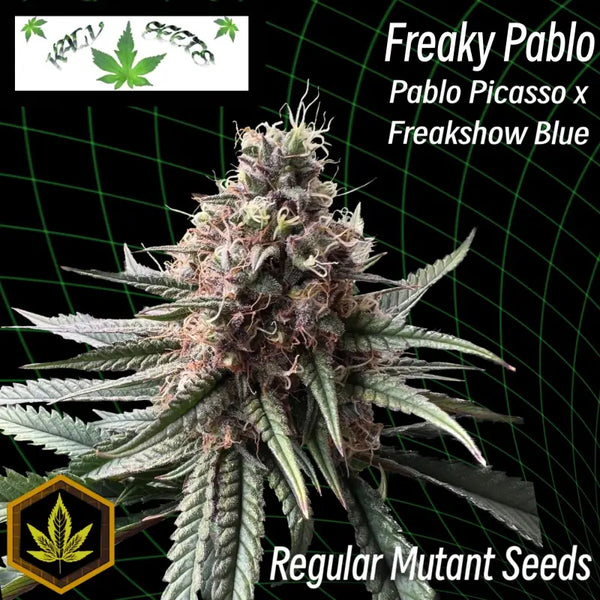 Freaky pablo ’deep serrated’ (regular mutant cannabis