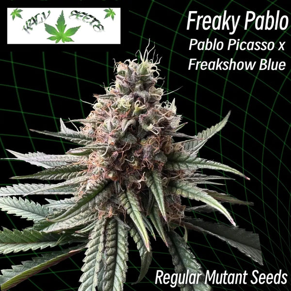 Freaky pablo ’deep serrated’ (regular mutant cannabis