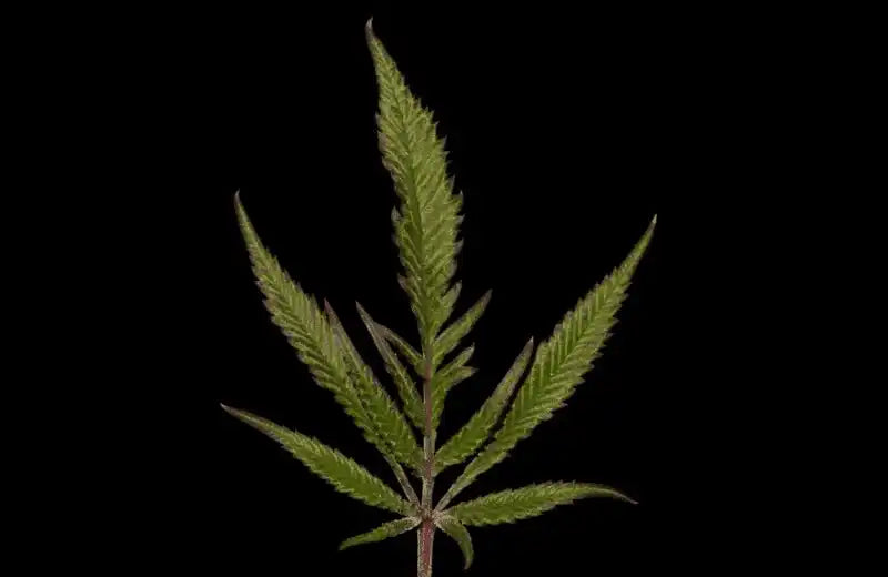 Fern Cannabis Seeds | Feathery Leaves | TerpyZ Mutant Genetics 