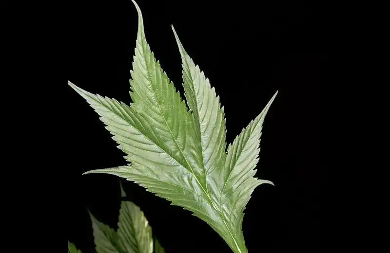 Duck Cannabis Seeds | Webbed leaves | TerpyZ Mutant Genetics 
