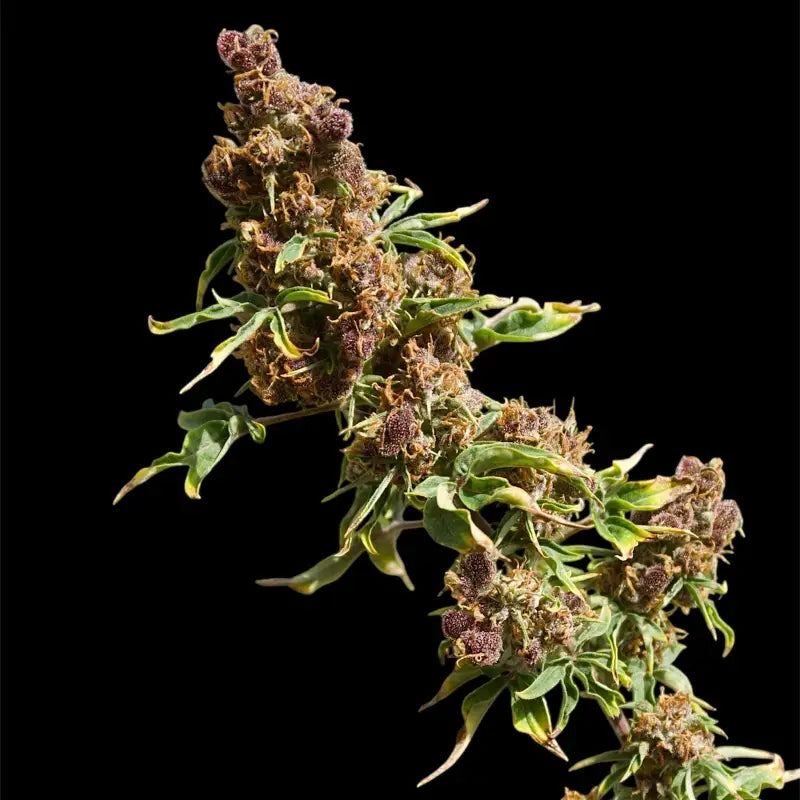 Frisian rebel abc reg terpyz mutant genetics australian