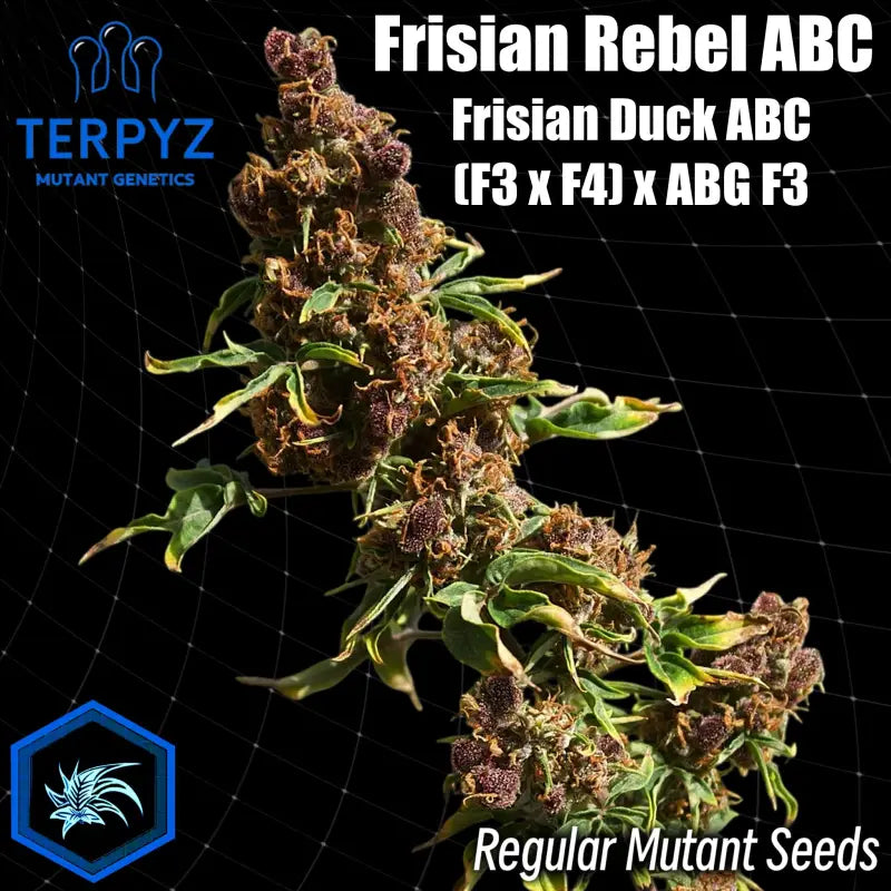 Frisian rebel abc reg terpyz mutant genetics australian