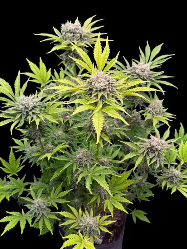 Fruit trees terpyz upcoming strains