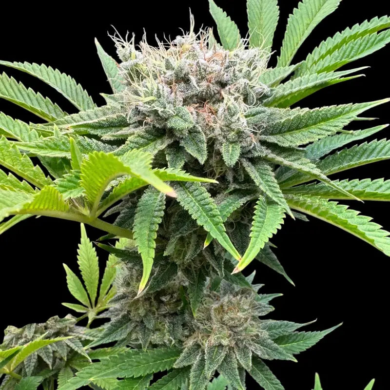 Fruit trees terpyz upcoming strains