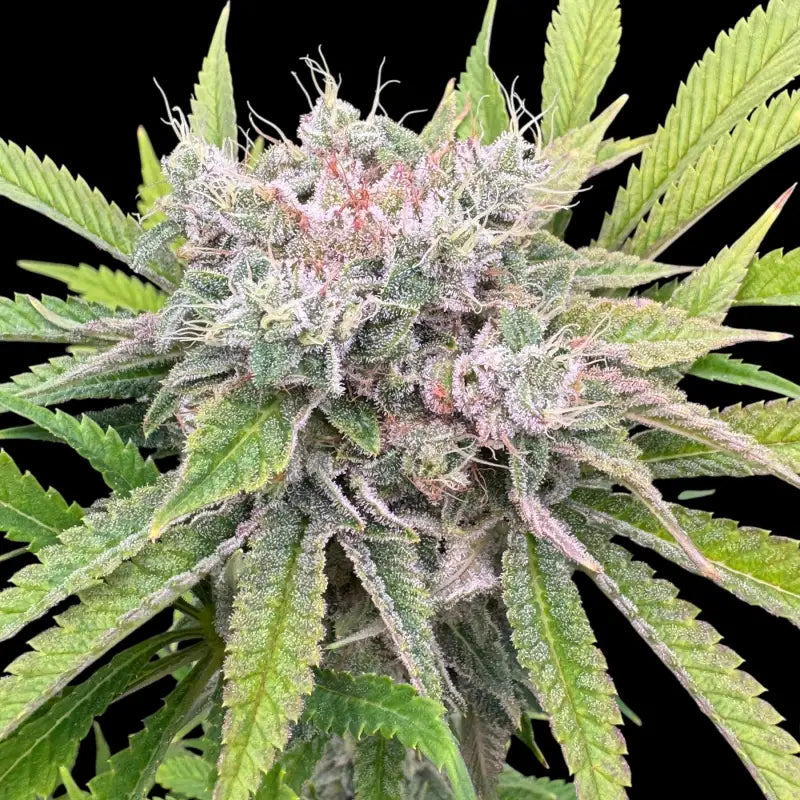 Fruit trees terpyz upcoming strains