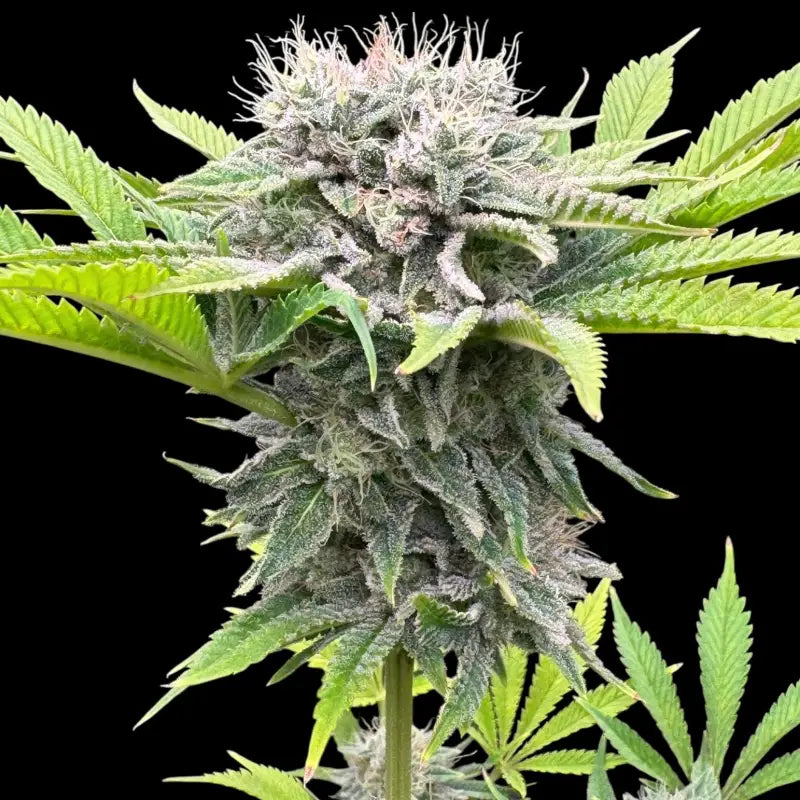 Fruit trees terpyz upcoming strains